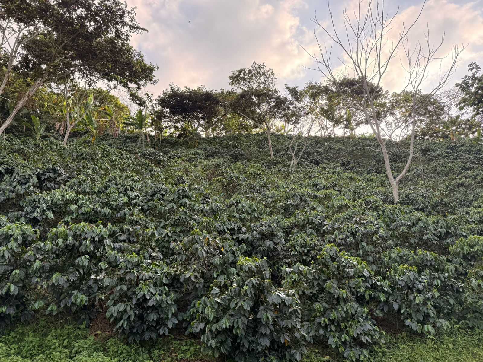 Cafetal de la finca El Madrigal en El Socorro, Santander